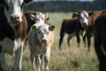 Laesoe island cows